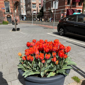 Tulipes hollandaises : alerte patrimoine