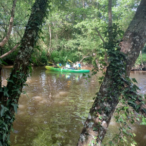 Kayak